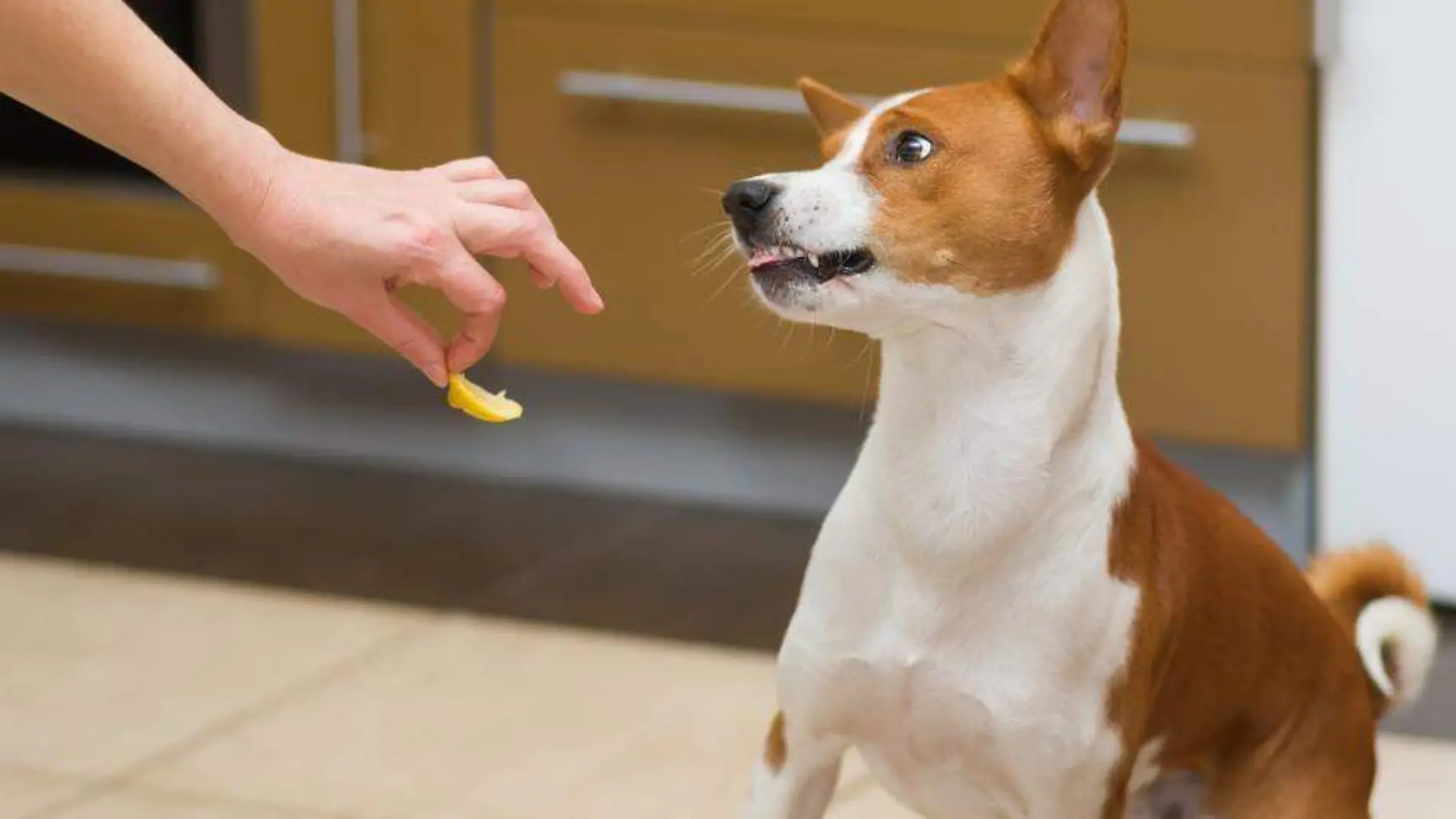 perrito rechazando una rodaja de limón